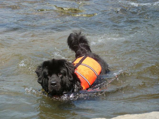 Perro de agua