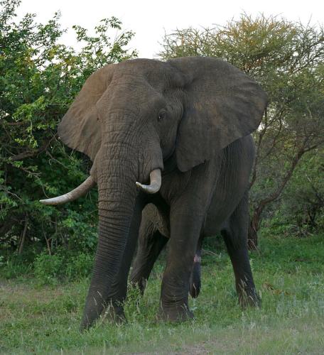 Elefante-africano