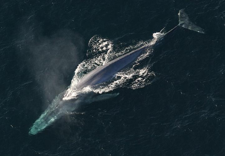 Baleine bleue