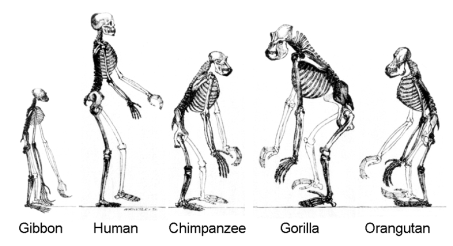 Histoire évolutive de la lignée humaine