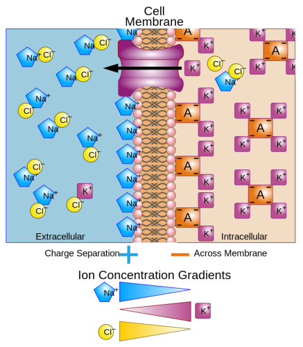 Potencial elétrico de membrana