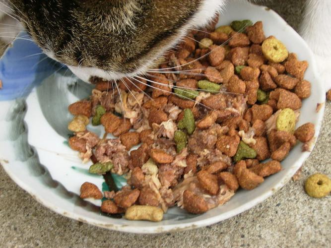 Nourriture pour chats
