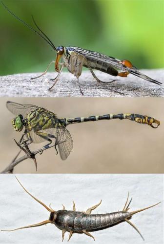 Insecte