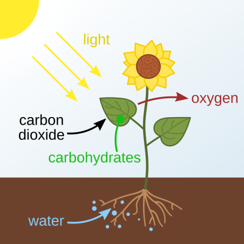 Fotosynteza