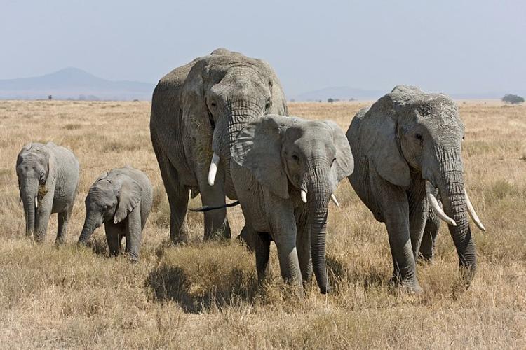 Elephantidae