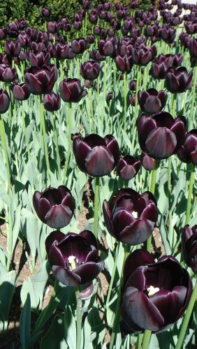 El tulipán negro (novela)