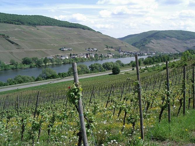 Weinbau in Deutschland