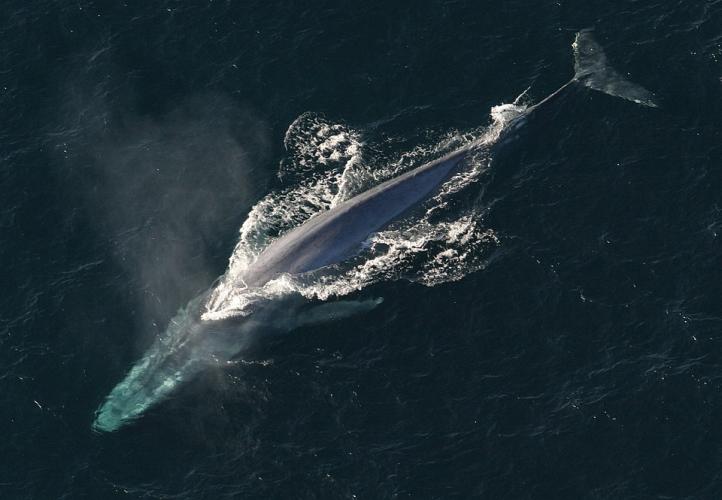 Largest and heaviest animals