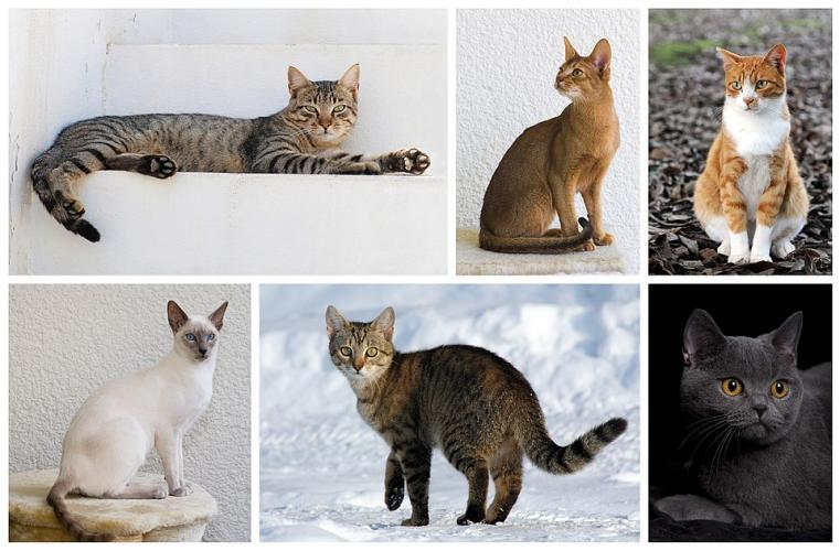 Chat