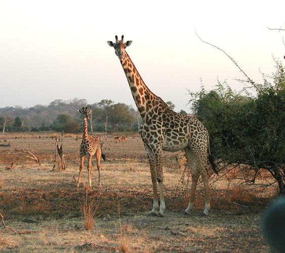Giraffe