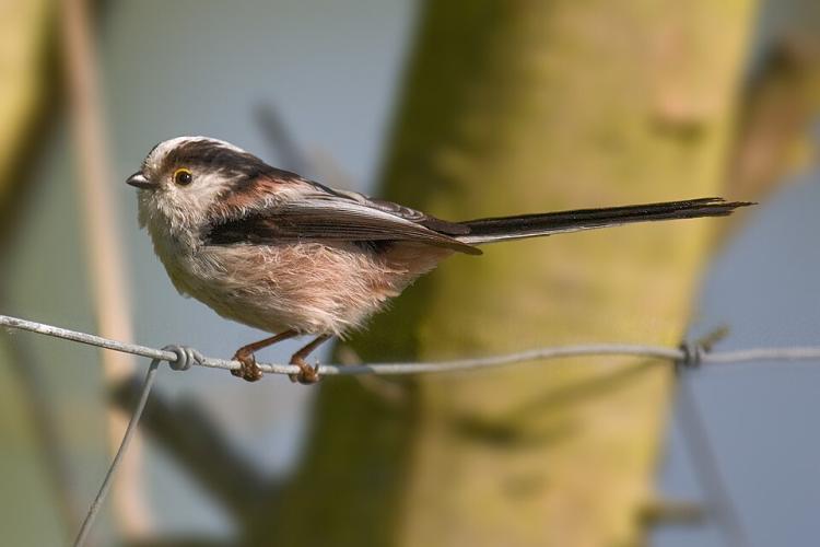 Long-tailed tit