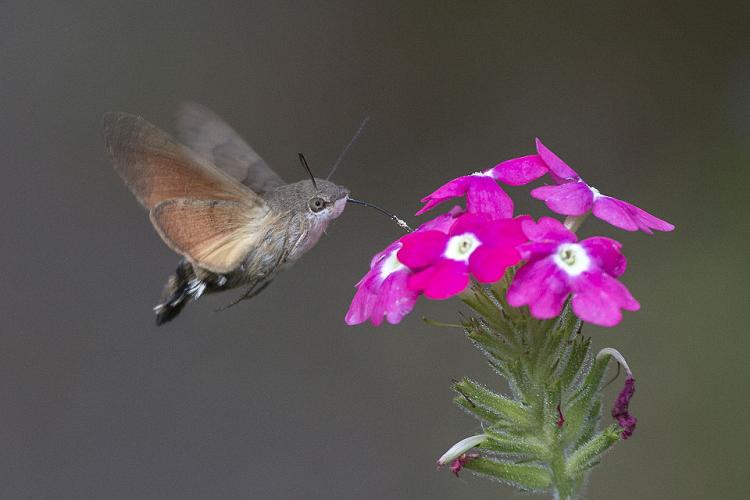 Macroglossum stellatarum
