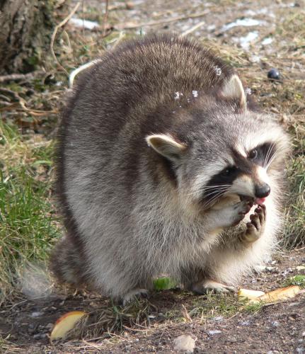 Waschbär