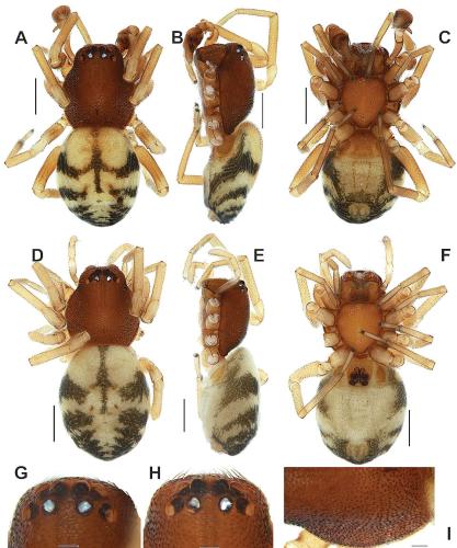Trachelidae
