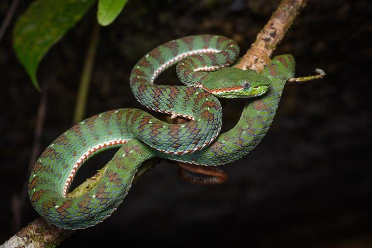 Serpente