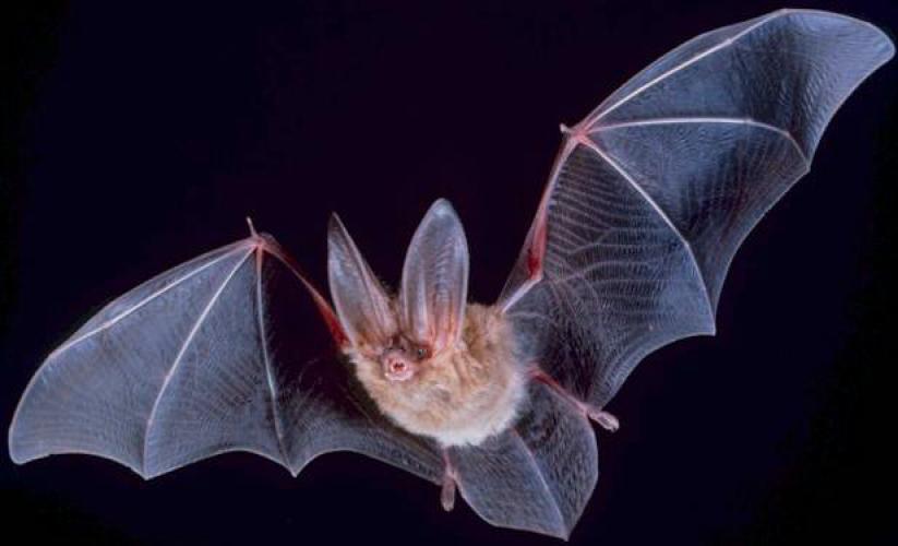 Quel effet cela fait-il d'être une chauve-souris ?