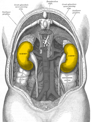Kidney