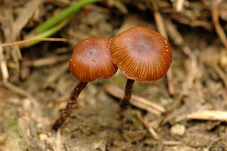 Psilocybe