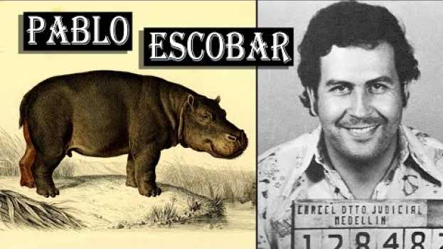 Video Invasive Species: How Pablo Escobar's Hippos are RAVAGING Colombia (Even Today) su italiano