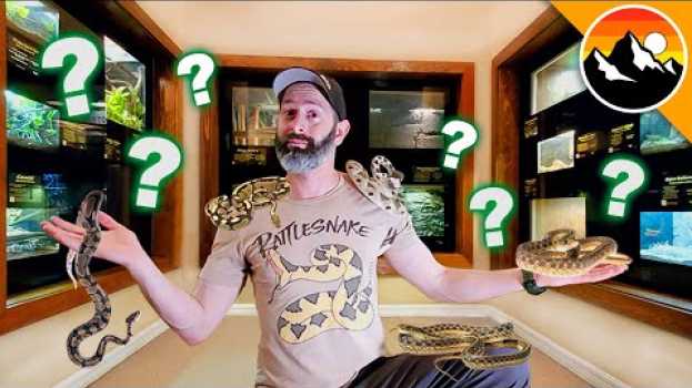 Video SNAKE CHALLENGE - Which one is Deadliest?! su italiano
