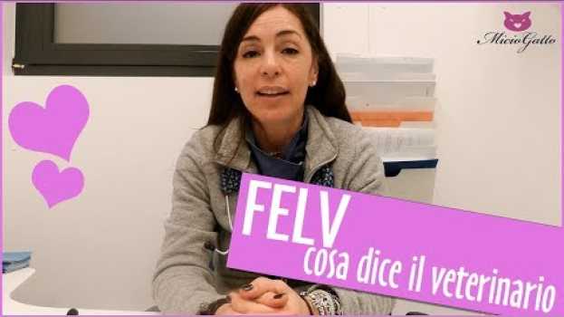 Video 🚑 FeLV o leucemia felina: cosa dice il veterinario 🚑 em Portuguese