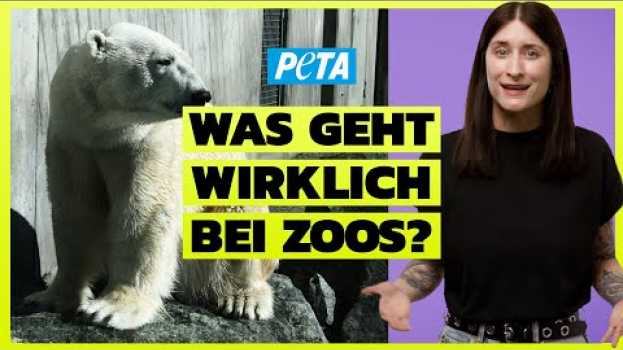 Video DAS solltest du über Zoos wissen! - Artenschutz? Bildungsarbeit? Oder doch nur Tier-Gefängnisse? na Polish