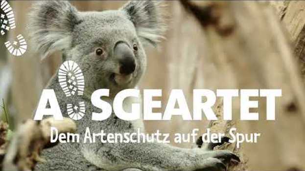 Video AUSGEARTET - Folge 13: Mit Phillip Hünemeyer auf den Spuren der Koalas em Portuguese