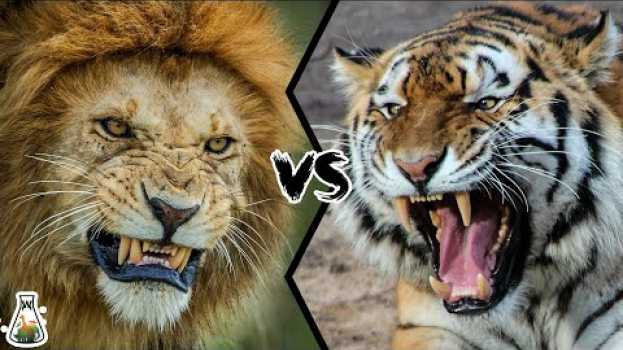 Видео LION VS TIGER - Who is the real king? на русском
