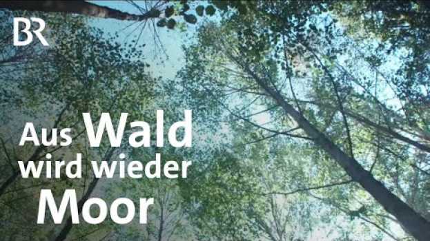 Video Pionierprojekt fürs Klima: Wiedervernässung von Waldmooren | Schwaben & Altbayern | BR na Polish