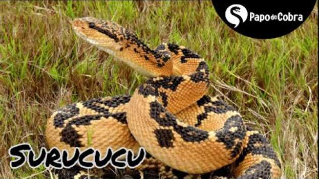 Video Surucucu  ou Pico de Jaca | Cobras Brasileiras #7 | Papo de Cobra en français