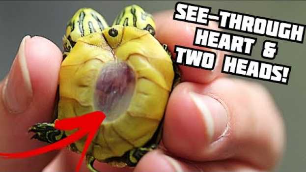 Video SEE-THROUGH TURTLE!! SEE ITS HEARTBEAT THROUGH ITS SHELL!! | BRIAN BARCZYK su italiano