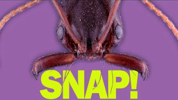 Video How do trap-jaw ants perfectly time their snaps? su italiano