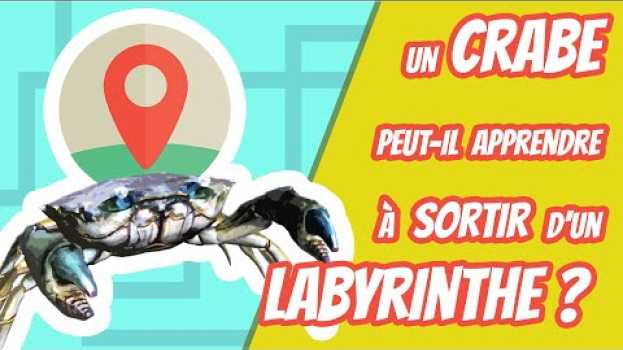 Video Les crabes peuvent-ils apprendre à sortir d'un labyrinthe ? Cuicui Express #8 en français