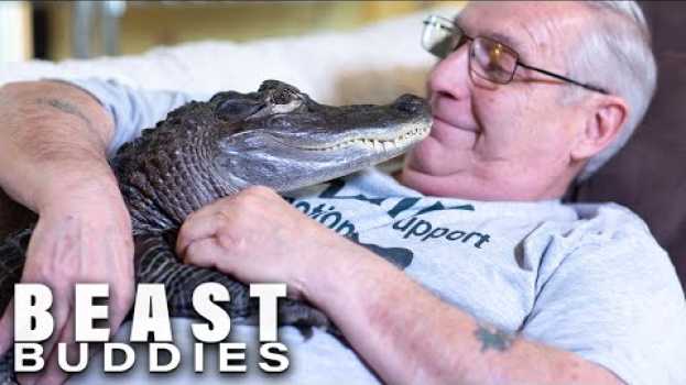 Video Meet Wally: My Emotional Support Gator | BEAST BUDDIES en français