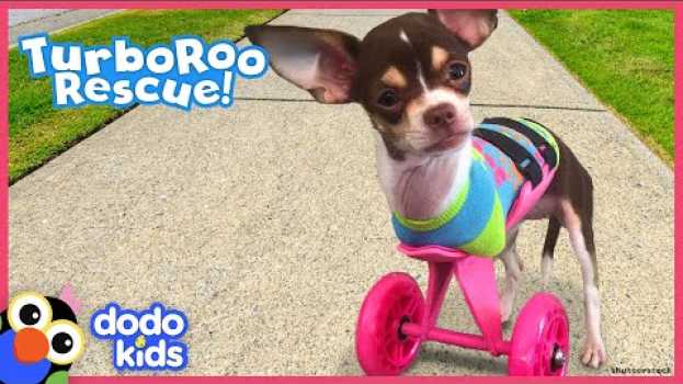 Video Little Dog With No Front Legs Gets The Tiniest Set of Wheels | Animal Videos For Kids | Dodo Kids na Polish