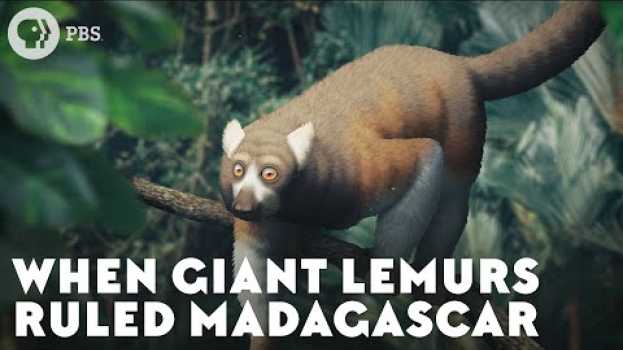 Video When Giant Lemurs Ruled Madagascar en français