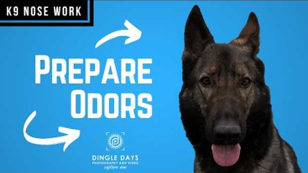 Video How to Prepare an Odor for AKC Scent Work (K9 Nose Work) en Español