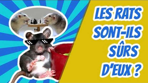 Video Est ce que les rats sont sûrs d'eux ? Cuicui Express #14 en français