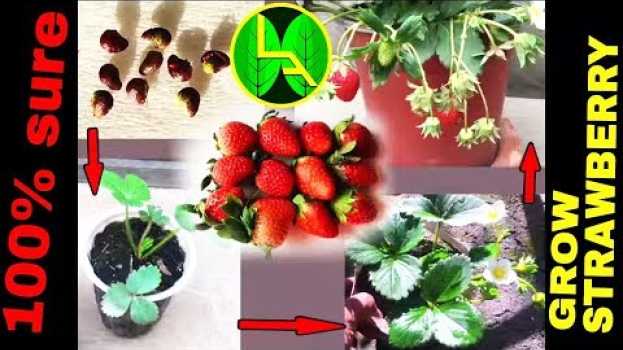 Video How to grow Strawberries plant from fruits at home easy steps su italiano