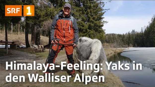 Видео Mit Yaks durch das Wallis spazieren | Outdoor-Reporter Marcel Hähni in den Walliser Alpen | SRF на русском