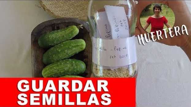 Video 😱Cómo conservar semillas por años?  👉 Semillas de pepino🥒, calabacín, melón, zapallo, sandia... em Portuguese