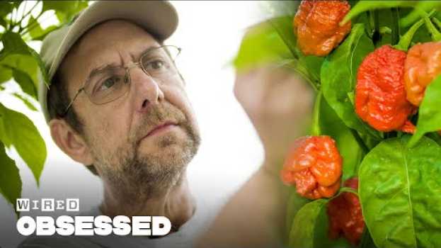 Видео How This Guy Made the World's Hottest Peppers | Obsessed | WIRED на русском