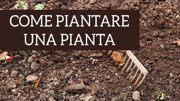 Video Ecco come piantare una pianta, passo per passo! em Portuguese
