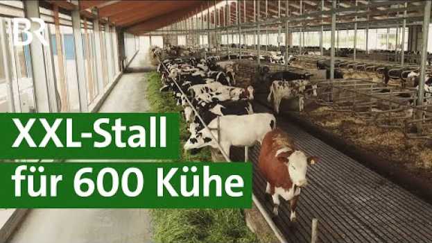 Video XXL-Kuhstall in Franken - Tierwohlstall oder Massentierhaltung? | Unser Land | BR Fernsehen in English