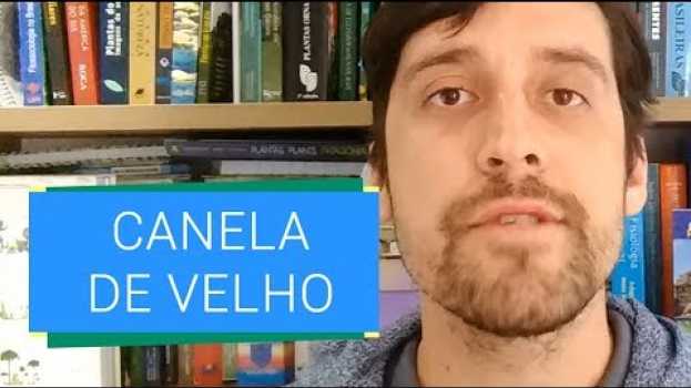 Video CANELA DE VELHO, AFINAL FAZ BEM OU MAL? [RODRIGO RESPONDE] su italiano