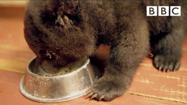Video Adorable Grizzly Bear cub learns to feed from a bowl | Grizzly Bear Cubs and Me - BBC na Polish