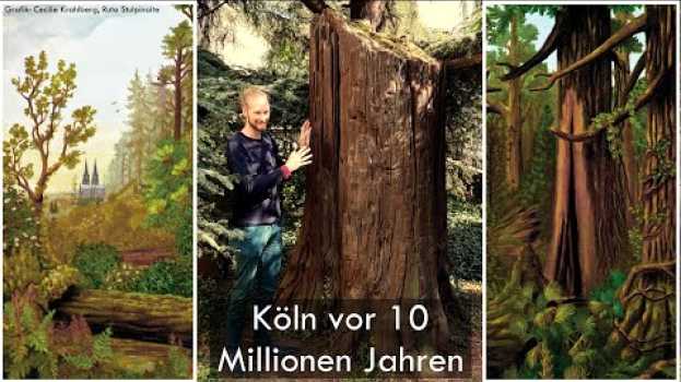 Video Dieser Baumstamm ist 10 Millionen Jahre alt!   Mammutbaum aus der Braunkohle Youtube na Polish
