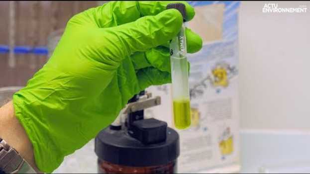 Видео Micro-algues : un regain d’intérêt pour le biocarburant на русском