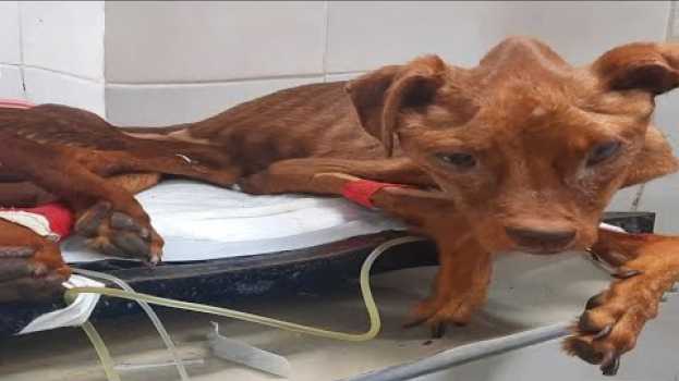 Video Emaciated Dog Laid Hid Next To My Car Like A Bag Of Bones With Tears In His Eyes en Español