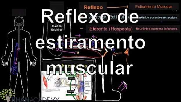 Video Reflexo de estiramento muscular | Introdução ao sistema nervoso | Khan Academy su italiano